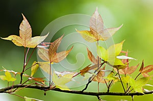 The maple leaf photo